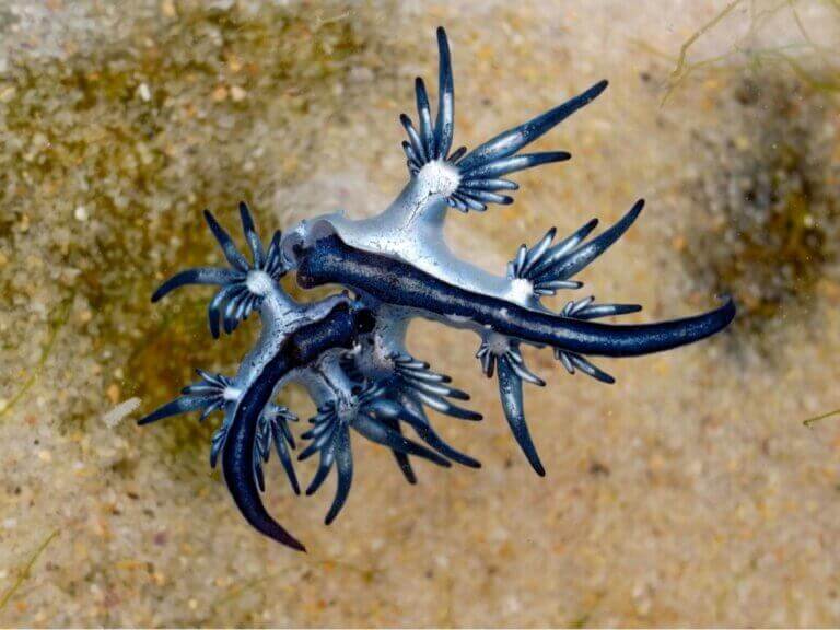 Les nudibranches : les joyaux de la mer