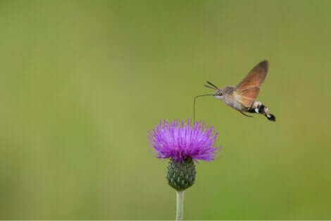 Le papillon colibri est un papillon singulier.