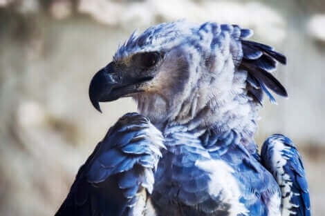 Le plumage, l'une des caractéristiques remarquables de la harpia harpyja.