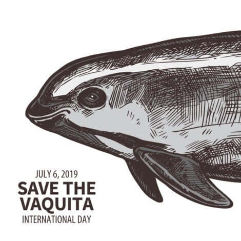 Une affiche pour sensibiliser à la situation de la vaquita marina.