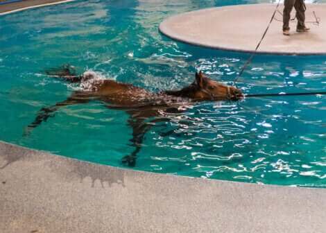 En cas de tendinite chez les chevaux de course, les exercices doux dans une piscine sont recommandés.