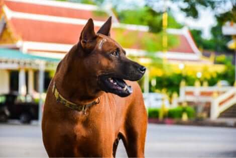 Le thai ridgeback, , l'une des meilleures races de chien de garde.