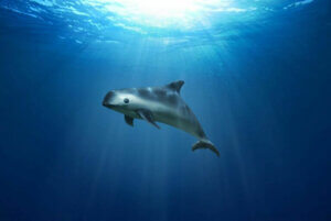 Le vaquita marina : au bord de l'extinction
