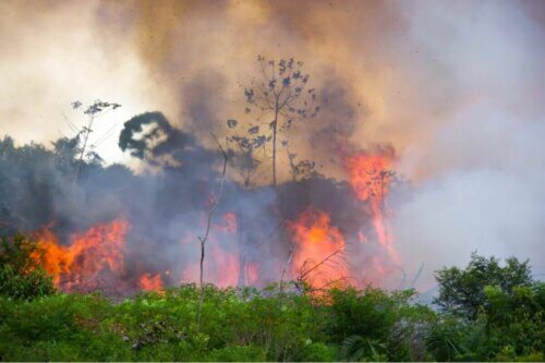 Les animaux sont les premières victimes des incendies de forêt. 