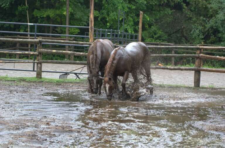Des chevaux sauvés d’une inondation donnent naissance