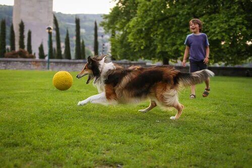 Un chien et un enfant qui jouent avec une balle.