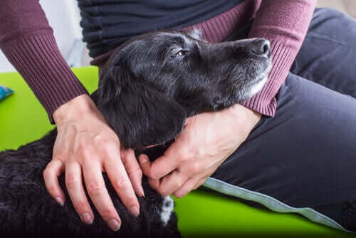 Un chien qui souffre de calculs rénaux peut être asymptomatique.