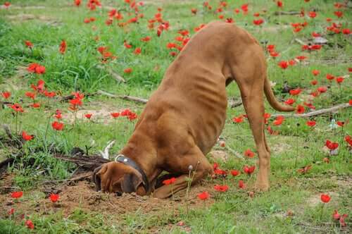 Un chient peut parfois creuser la terre pour cacher sa nourriture.