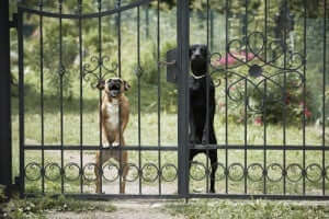 Deux chiens dangereux qui aboient derrière un portail. 