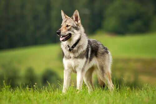 Les chiens et les loups sont deux types d'animaux différents. 