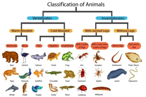 Une classification taxonomique de base du règne animal.