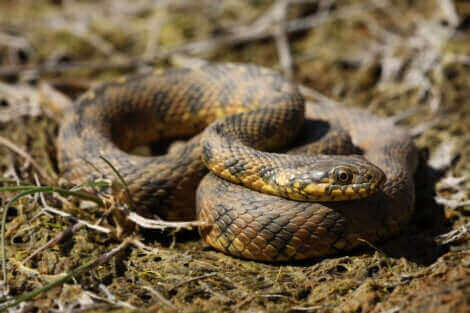 Les couleuvres font partie des serpents non venimeux.
