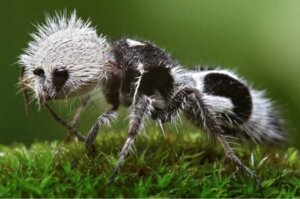 La fourmi panda : une guêpe parasite