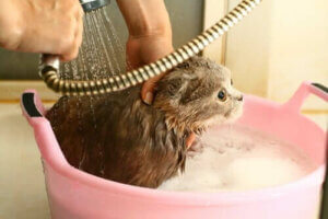 À quelle fréquence faut-il laver son chat ?