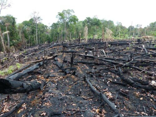 Les incendies de forêt provoquent de gros dégâts. 