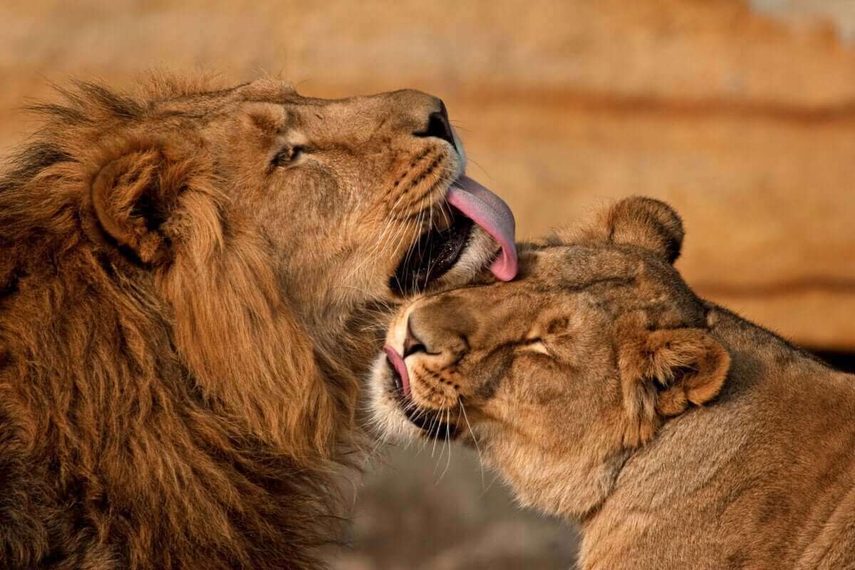 Les lions ont recours au baiser.