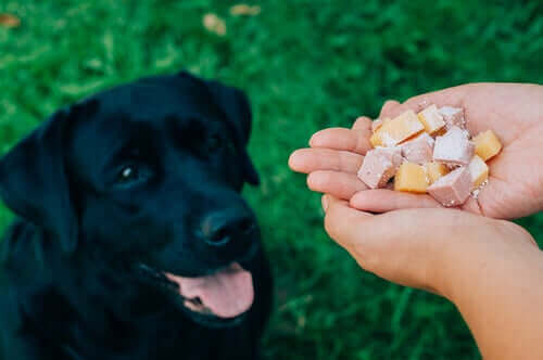 Bien choisir les aliments pour les chiens ayant une peau sensible. 