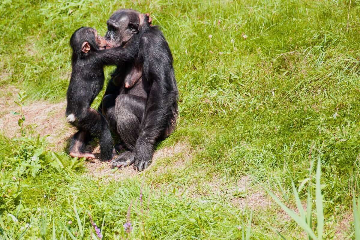 Certains primates ont recours au baiser. 