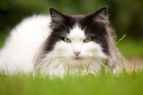 Un chat sur l'herbe.