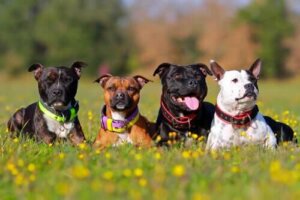Pourquoi y a-t-il tant de races de chiens sur la planète ?