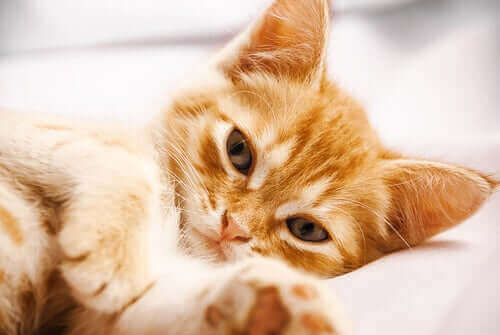 Les vomissements chez le chat peut indiquer la présence de parasites.