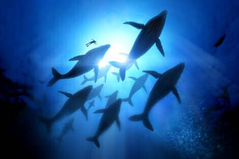 Les baleines sont des animaux migrateurs.