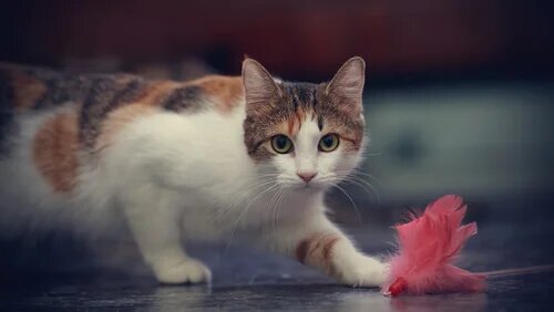 Un chat avec un jouet. 
