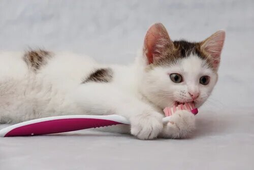 Chat en train de lécher une brosse à dents. 