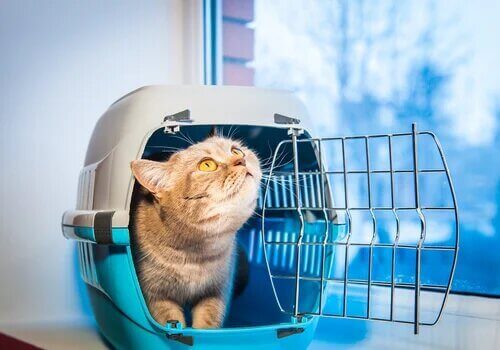 Un chat dans une cage de transport. 