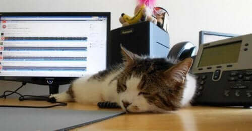 Un chat couché sur le bureau. 