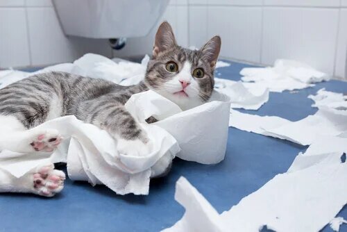Chat en train de jeter du papier toilette par terre.
