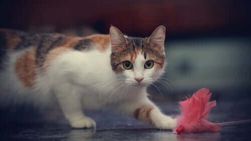 Un chat qui joue avec un objet au sol.