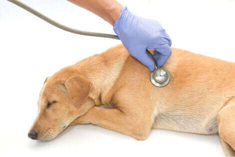 Un chien en pleine consultation vétérinaire.