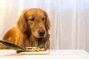 Qu'est-ce que la nourriture surgelée pour chiens ?