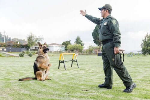 Un chien policier en pleine action.