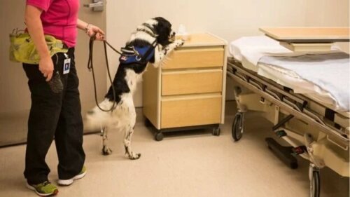 Un chien qui renifle une chambre d'hôpital. 