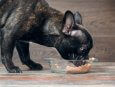 Un chien qui mange de la nourriture surgelée dans sa gamelle. 