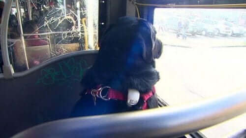 Un chien indépendant qui prend le bus. 