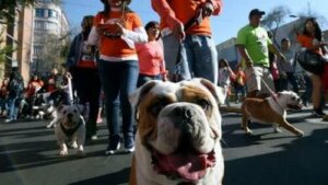Adoption : la course caritative la plus canine