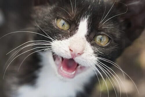 Un chat qui fait du bruit avec ses dents. 