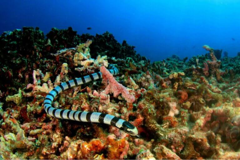Comment classe-t-on les serpents marins ?