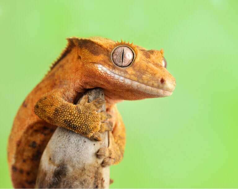 Gecko à crête : soins et caractéristiques