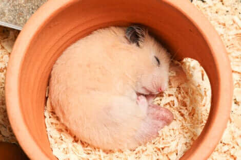 Dans la nature, les hamsters hibernent. 