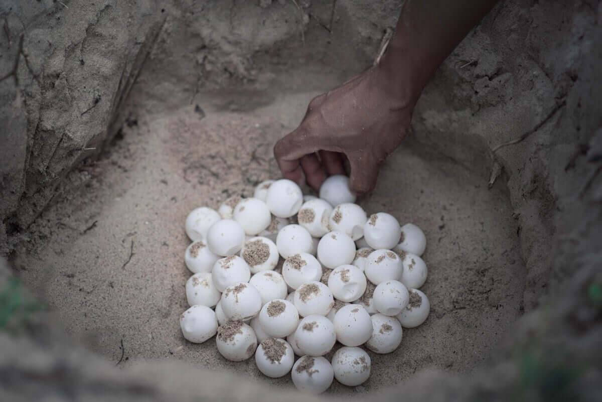 Des œufs de tortues marines enterrés. 