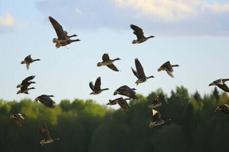 Des oiseaux migrateurs. 