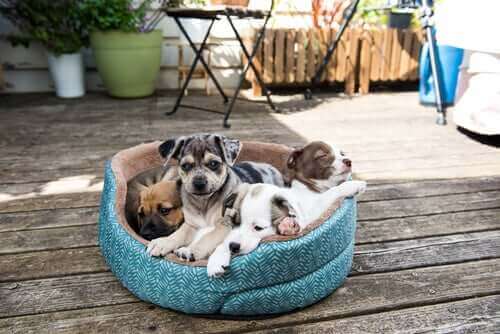 Quatre chiens couchés dans le même lit. 