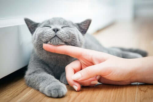Le renforcement positif, une façon de montrer à votre chat que vous l'aimez. 