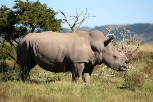 Un rhinocéros dans son habitat naturel.