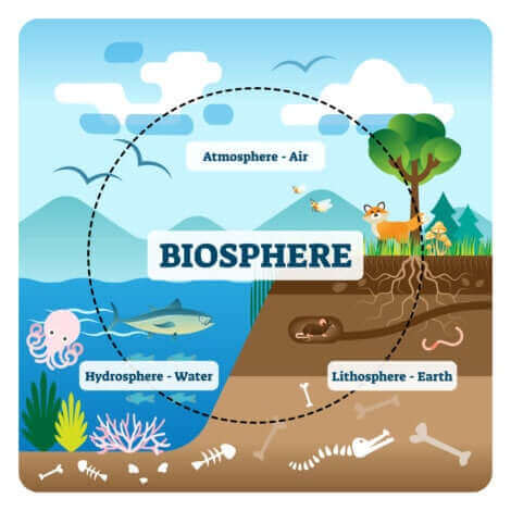 Un schéma qui montre le fonctionnement d'un écosystème. 