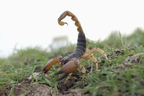 Un scorpion rouge indien.